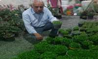 اجرای طرح جایگزین یک سبد سبزه گیاه دارویی به جای سبزه عید در جنوب کرمان